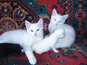 Особенности ангорской породы кошек