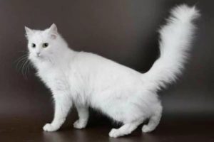Описание и характер ангорской породы кошек