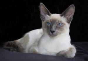 Описание и характер балинезийской породы кошек
