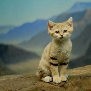Описание и характер барханных кошек