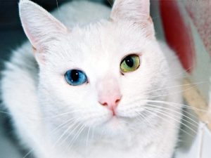 Описание и характер кошки као мани