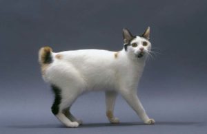 Описание и характер кошки японский бобтейл