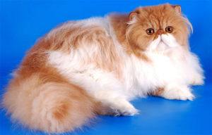 Основные отличительные черты состояния здоровья персидских кошек