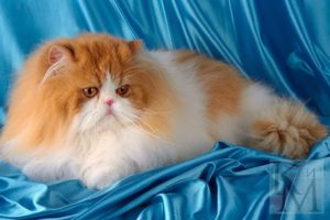 характер персидской кошки