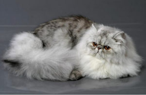Описание и характер персидской кошки