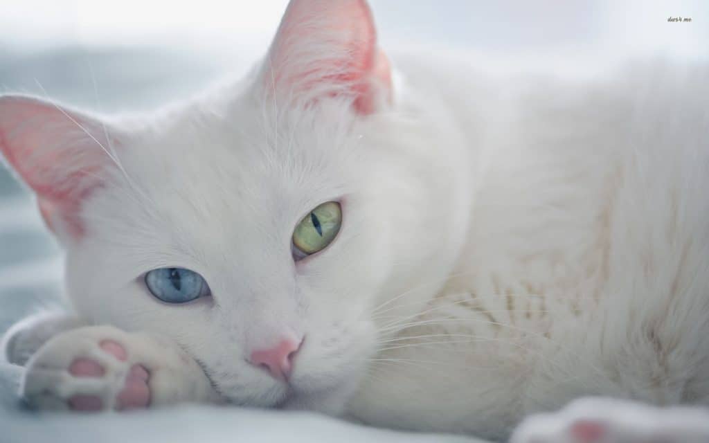 Коты с подведенными глазами порода фото