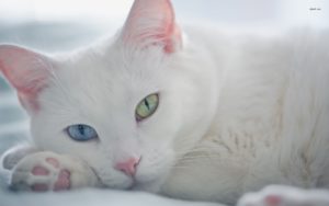 Удивительные кошки с разными глазами