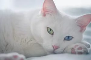 Описание и характер породы белой кошки с разными глазами