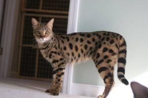 Описание и характер породы кошек ашера