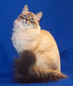 Описание и характер породы кошек невской маскарадной 