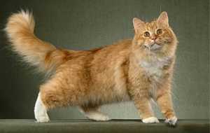 Описание и характер породы кудрявой кошки