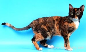 Описание и характер породы кудрявой кошки