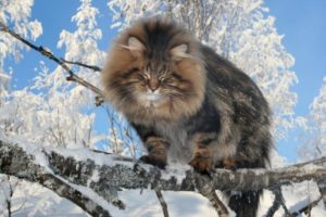 сибирский лесной кот