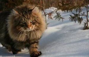 характер сибирской лесной кошки