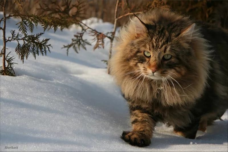 большая сибирская кошка