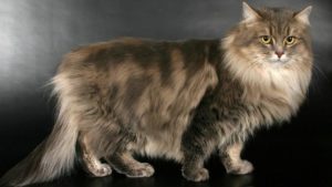 сибирской породы кошек