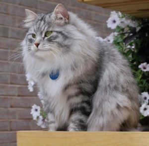 Описание и характер сибирской породы кошек