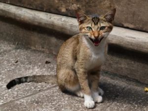 Описание и характер цейлонской кошки