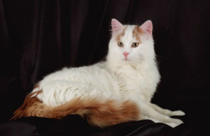 Описание и характер турецкой ванской кошки