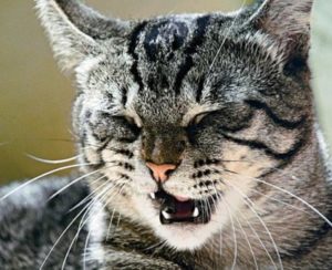 Почему кошка чихает и как ей помочь