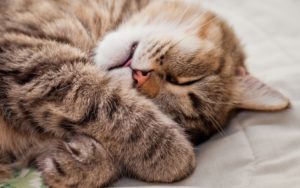 Почему кошка храпит во сне и что это значит