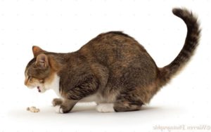 Почему кошка кашляет и хрипит