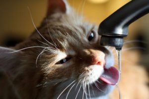 Почему кошка много пьет воды и что это значит