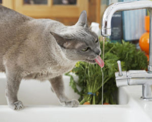 Почему кошка много пьет воды и что это значит 