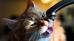 Почему кошка не пьет воду и что делать 