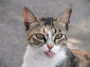 кошка показывает язык 