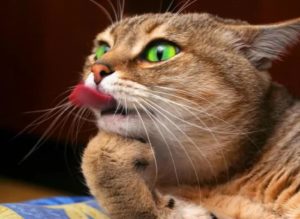 Зачем кошка показывает язык: причины