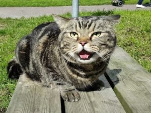 Почему кошка показывает язык и что это значит