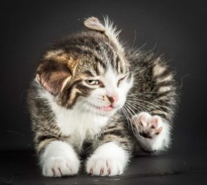 Почему кошка трясет головой и чешет уши