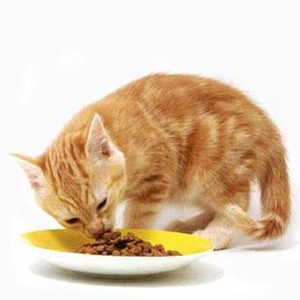 Почему кошка закапывает миску с едой лапой