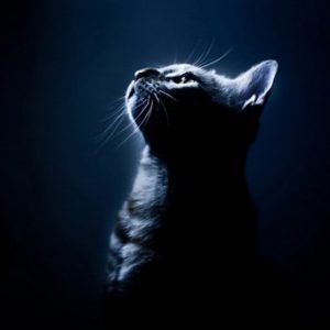 Что общего у кошки и видеокамеры ночного видения