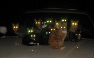 Почему кошки хорошо видят в темноте