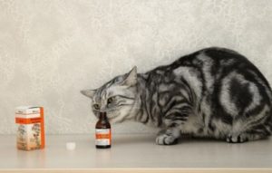 Почему кошки любят валерьянку и какие могут быть побочные эффекты