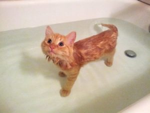 кошки не любят воду 