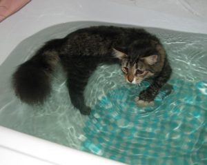 Почему кошки не любят воду 
