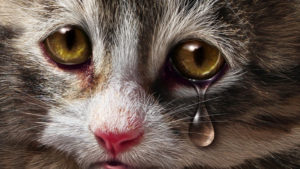  Причины появления слез у кошек