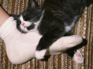 Почему кошки спят в ногах у человека и что это значит