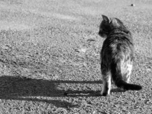 Почему кошки уходят из дома и что это значит