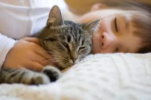 Какими болезнями может наградить обнимающая кошка