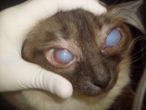 Причины появления бельма на глазу у кошки