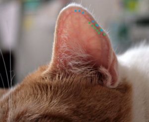Почему у кошки болит ухо