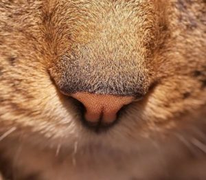Почему у кошки мокрый нос 