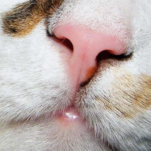 Почему у кошки мокрый нос и нормально ли это 