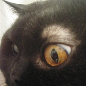 кошки над глазами залысины