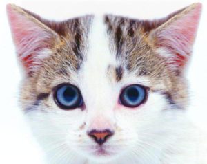 кошки над глазами появляются залысины
