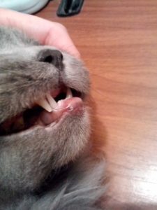 Опухшая губа у кошки